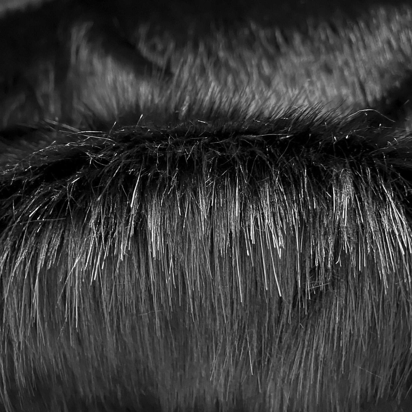 Panther Black Faux Fur Fabric by the Yard or Meter | Pompom Fur, arts and crafts, Costume, Upholstery, stuffy Faux Fur Fabric 3 $ Buttons & Beans Co.